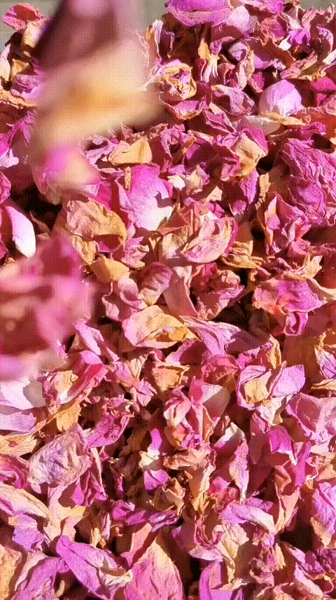 secado